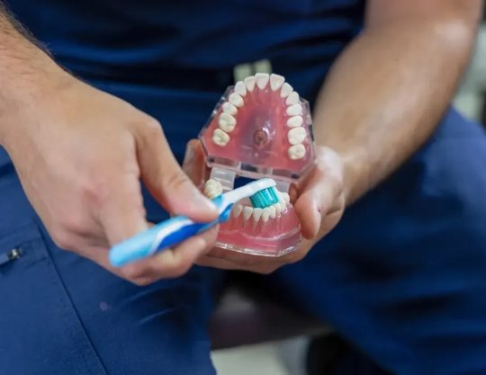 Dentist brushing a model of the teeth with a toothbrush